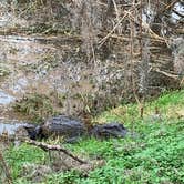 Review photo of Brazos Bend State Park Campground by Becky B., January 23, 2021