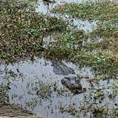 Review photo of Brazos Bend State Park Campground by Becky B., January 23, 2021