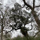 Review photo of Brazos Bend State Park Campground by Becky B., January 23, 2021