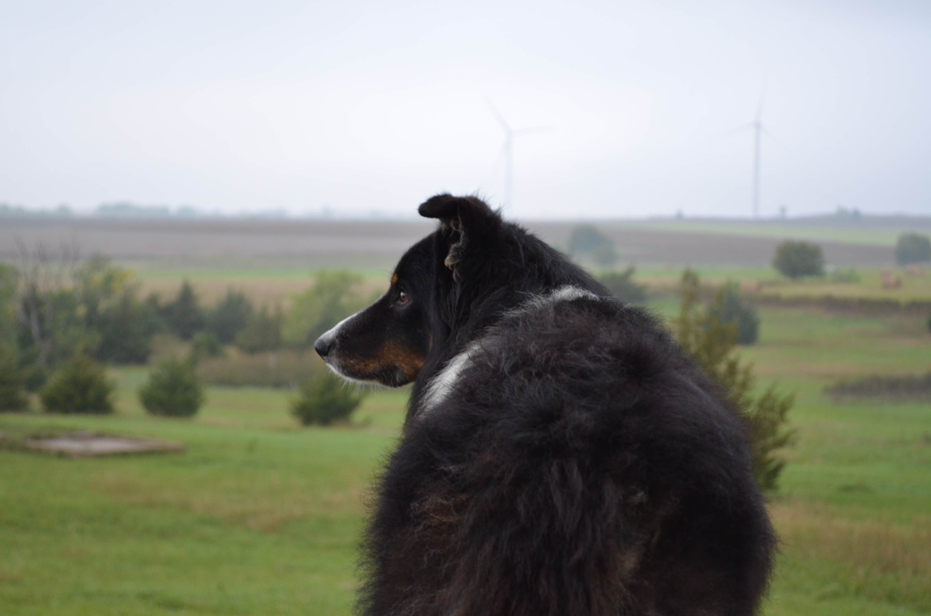 Matthew F.'s photo of camping with pets at Missile Silo Adventure Campground in Kansas