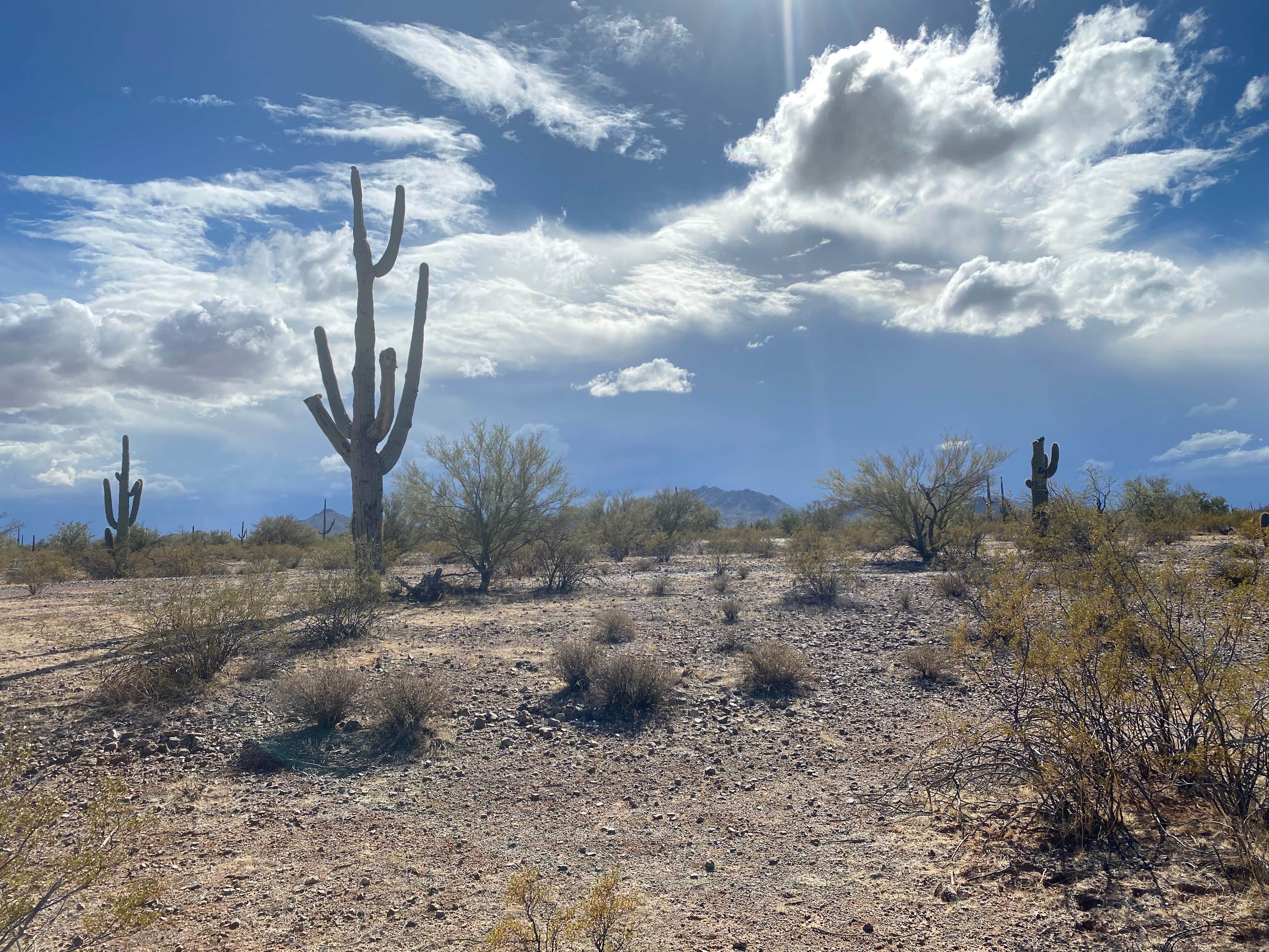 Camper-submitted photo at Cactus Forest Dispersed near Tucson, AZ