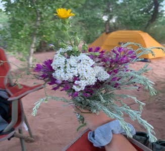Camper-submitted photo from Kolob Terrace Road Dispersed