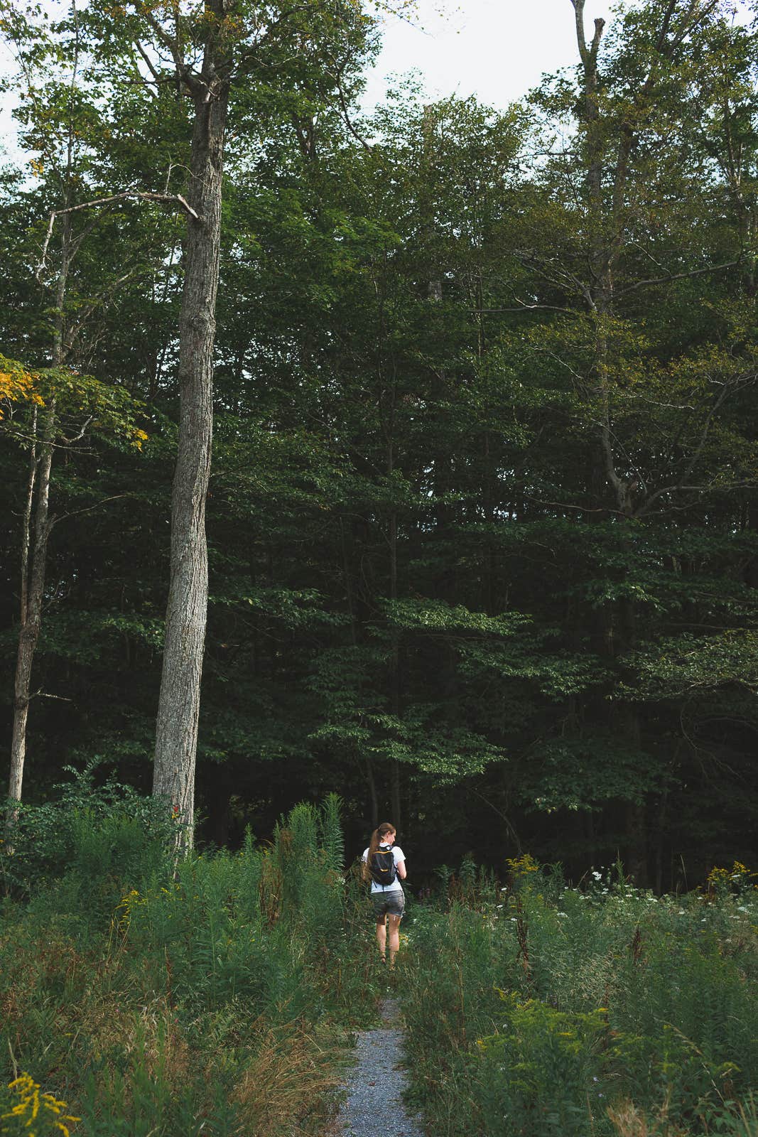 Camper-submitted photo at Cherry Springs State Park Campground near Emporium, PA