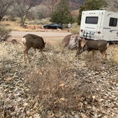 Review photo of Watchman Campground — Zion National Park by Angela G., January 24, 2021