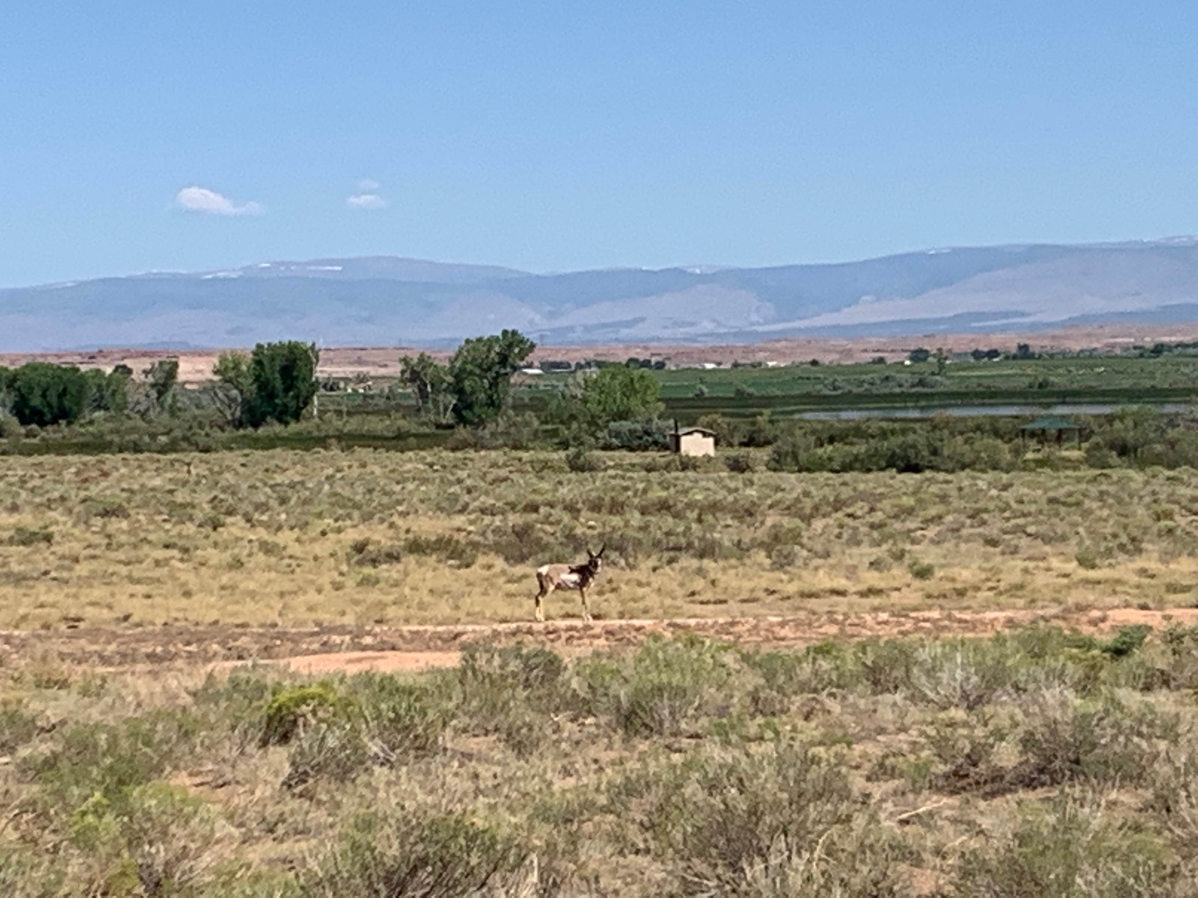 Camper submitted image from BLM Pelican Lake - 3