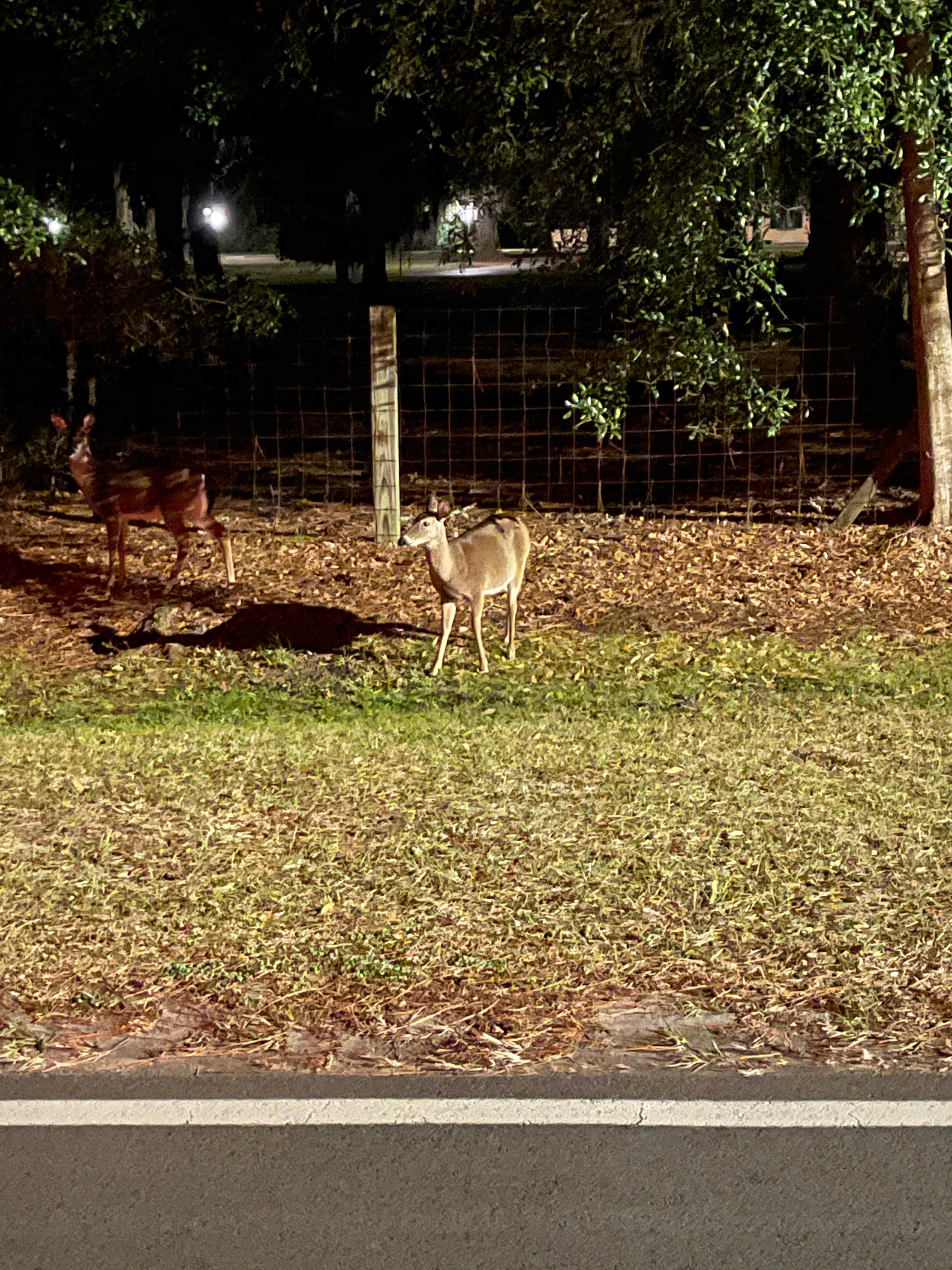 Camper-submitted photo at Jekyll Island Campground near Brunswick, GA