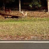 Review photo of Jekyll Island Campground by Patrick H., January 25, 2021