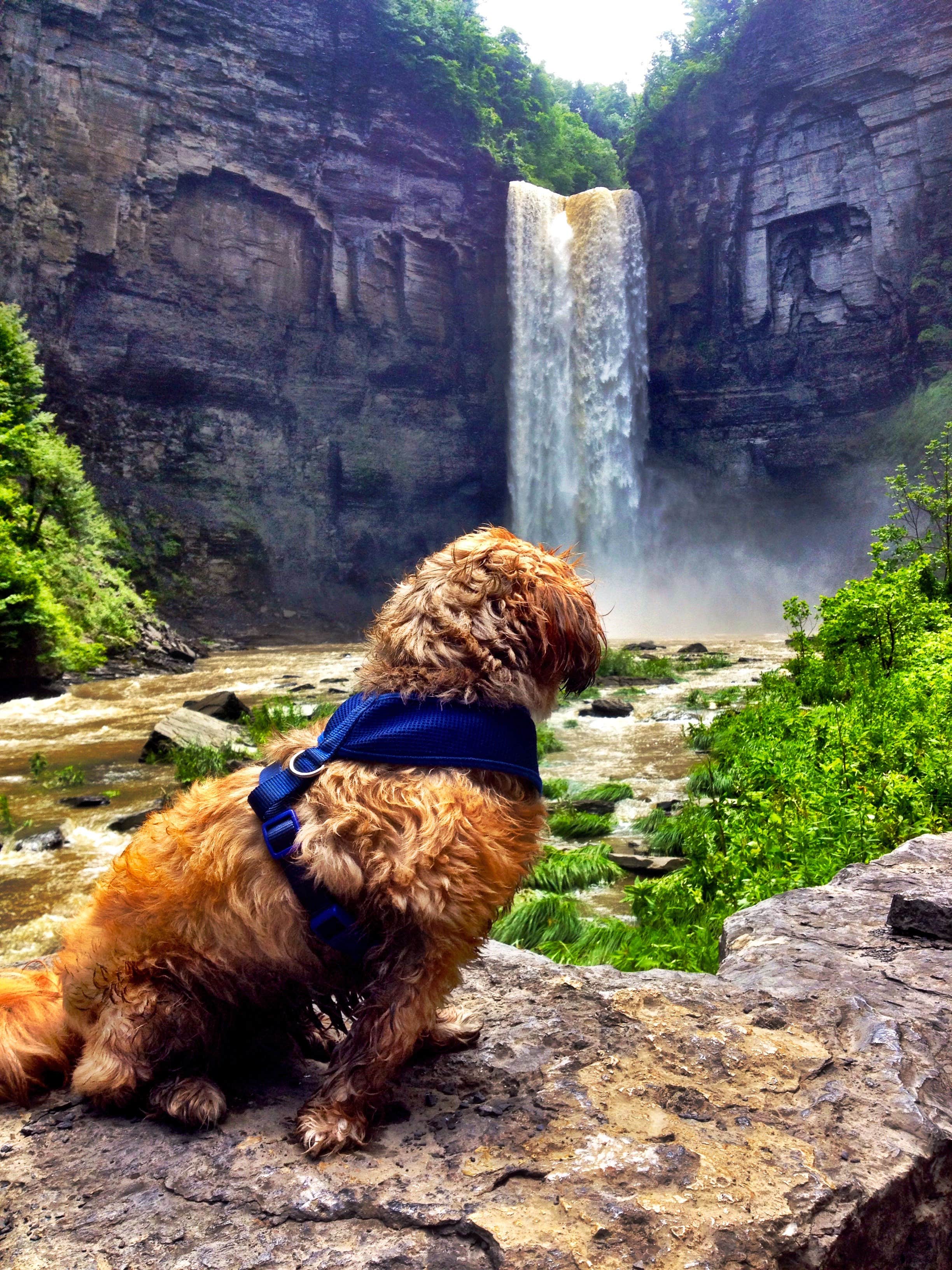 Camper submitted image from Taughannock Falls State Park Campground - 3