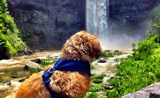 Matt G.'s photo of camping with pets at Taughannock Falls State Park Campground near Cortland, NY