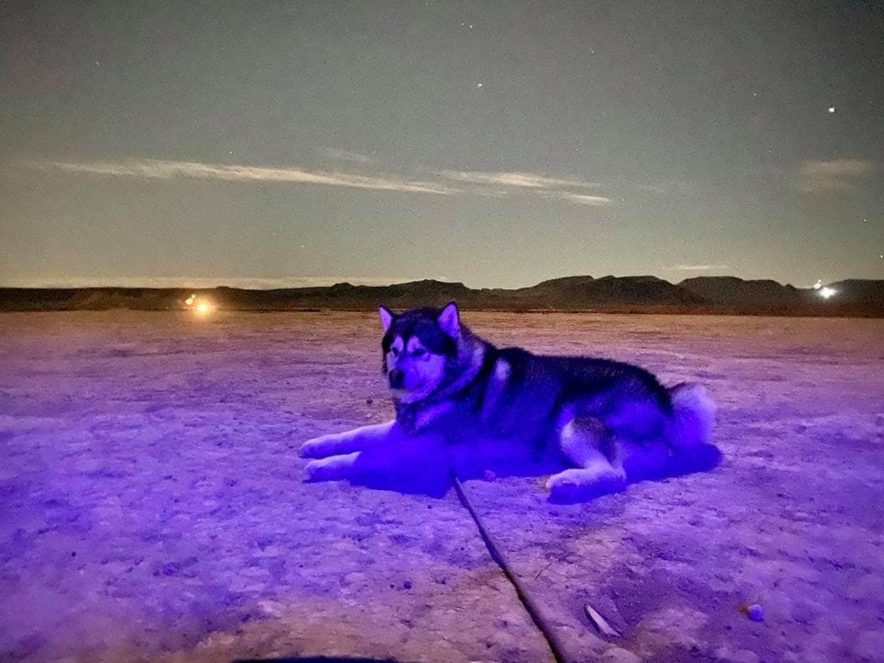Camper-submitted photo at Dispersed-jean/roach Dry Lakes near Nipton, CA