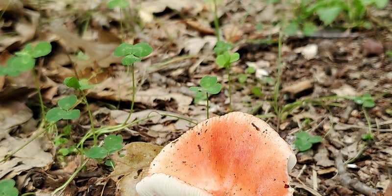 Camper submitted image from Ann Lake Campground — Sand Dunes State Forest