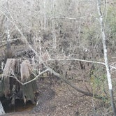 Review photo of Green Swamp — East Tract by Kelly K., January 25, 2021