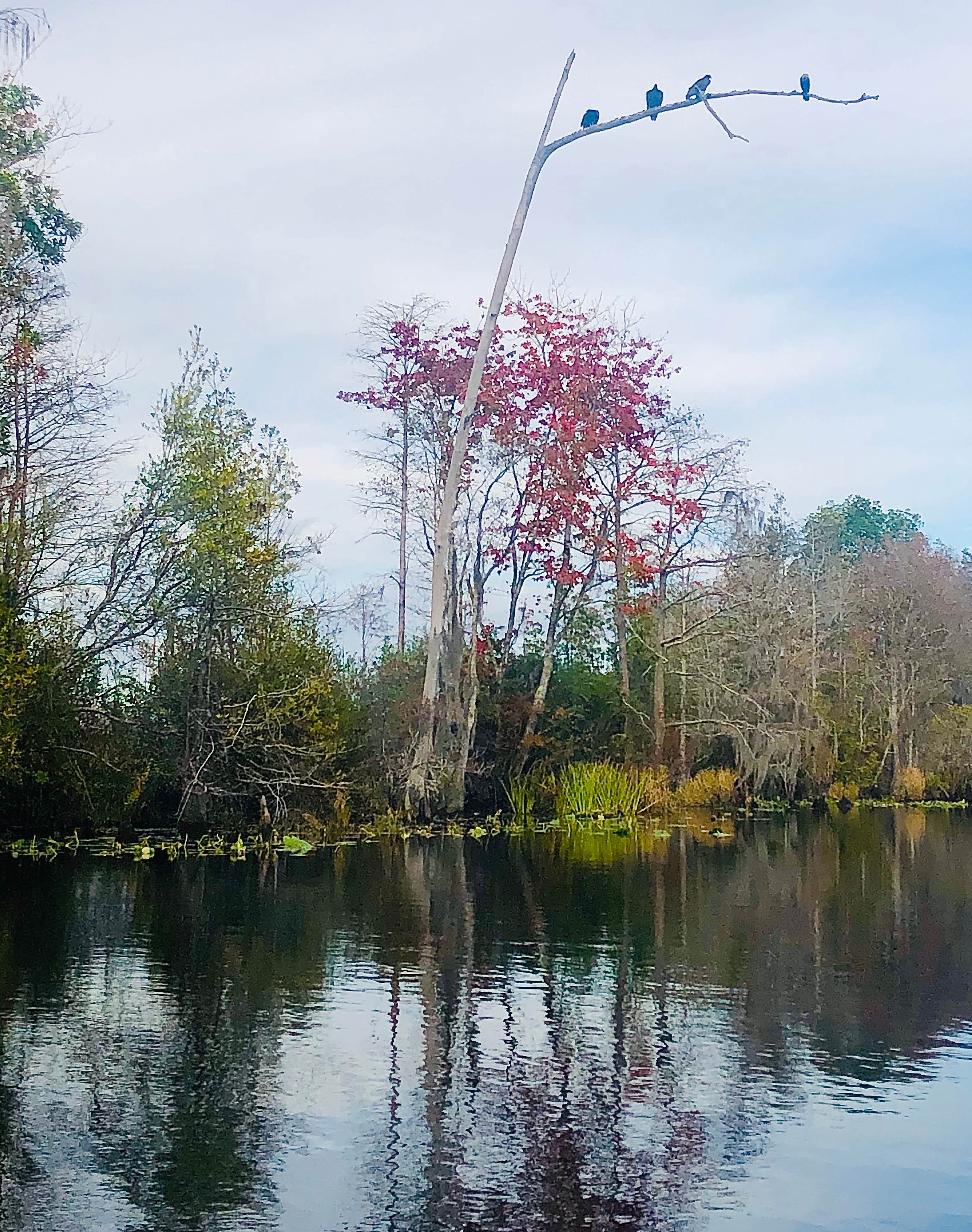 Camper-submitted photo at Stephen C. Foster State Park Campground near Folkston, GA