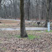 Review photo of Leroy Percy State Park Campground by Steve S., January 26, 2021