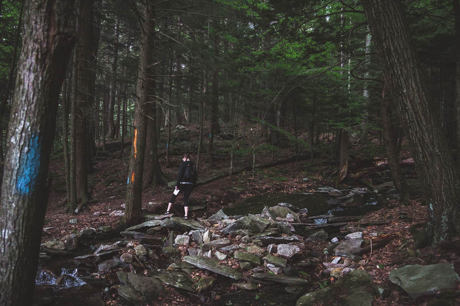 Camper-submitted photo at October Mountain State Forest Campground near West Stockbridge, MA