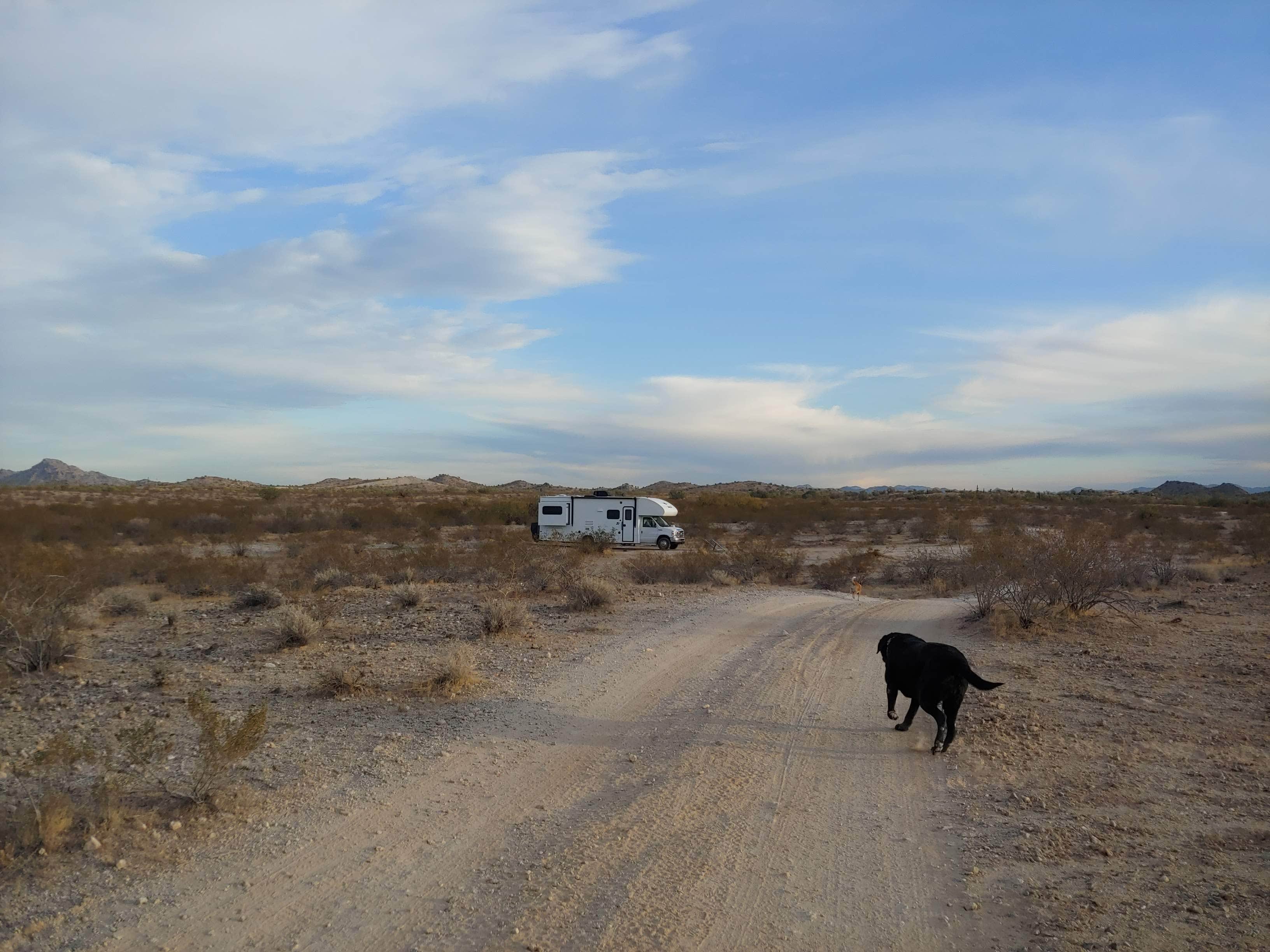 Laura M.'s photo of camping with pets at Buckeye Hills BLM - CLOSED near Tonopah, AZ