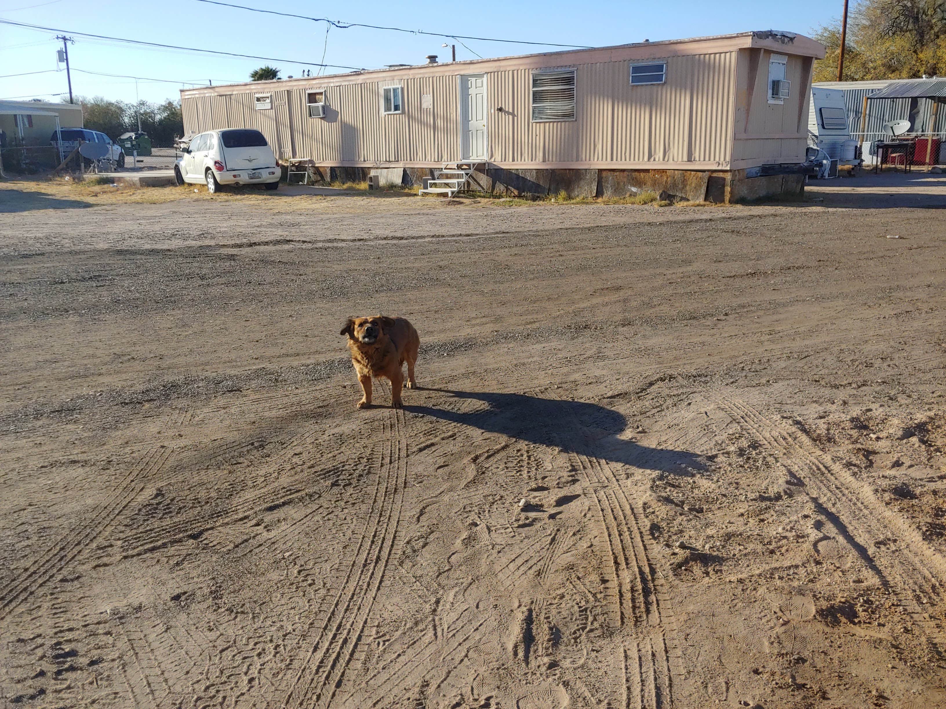 Laura M.'s photo of camping with pets at Palms Mobile Home RV Park near Tonopah, AZ
