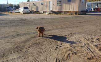 Laura M.'s photo of camping with pets at Palms Mobile Home RV Park in Arizona
