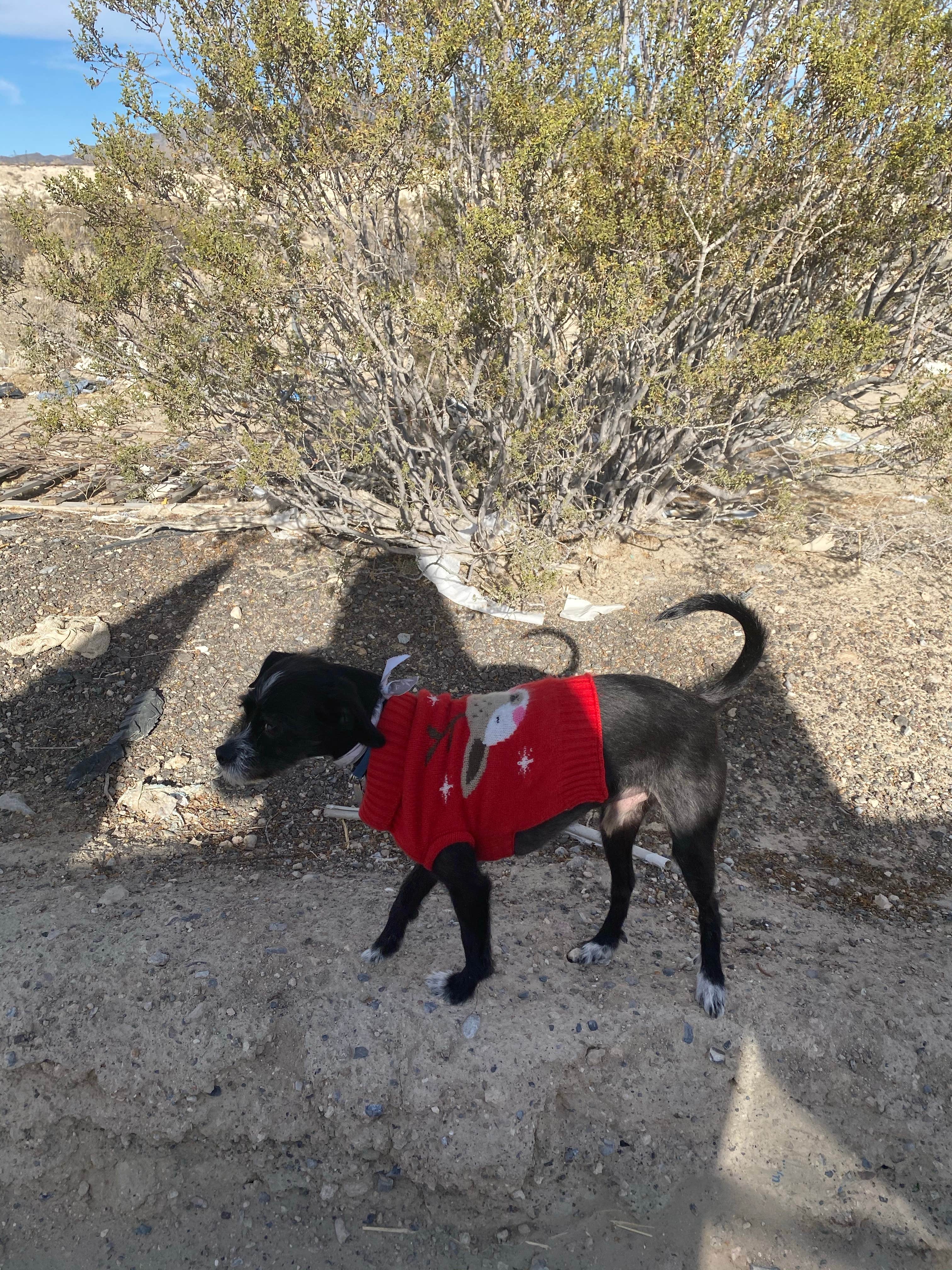 Camper-submitted photo at Afton Canyon Campground near Baker, CA