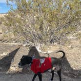 Review photo of Afton Canyon Campground by Brittney  C., January 26, 2021