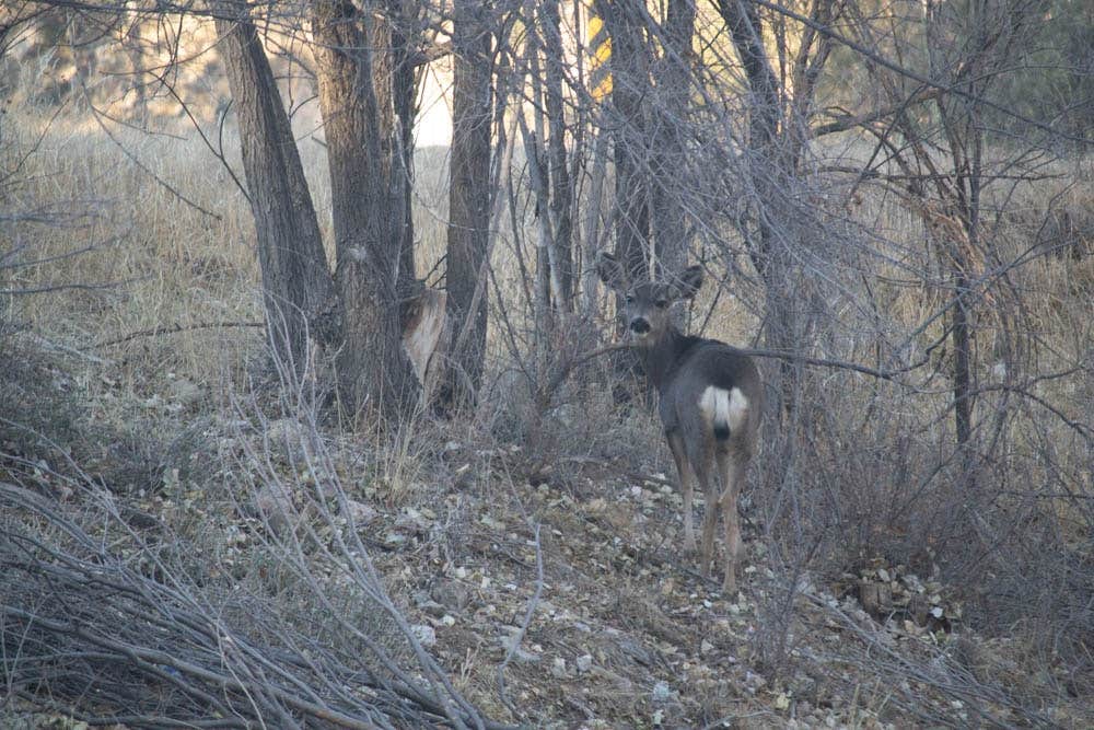 Camper-submitted photo at The Camp @ Cloudcroft RV Park near Timberon, NM