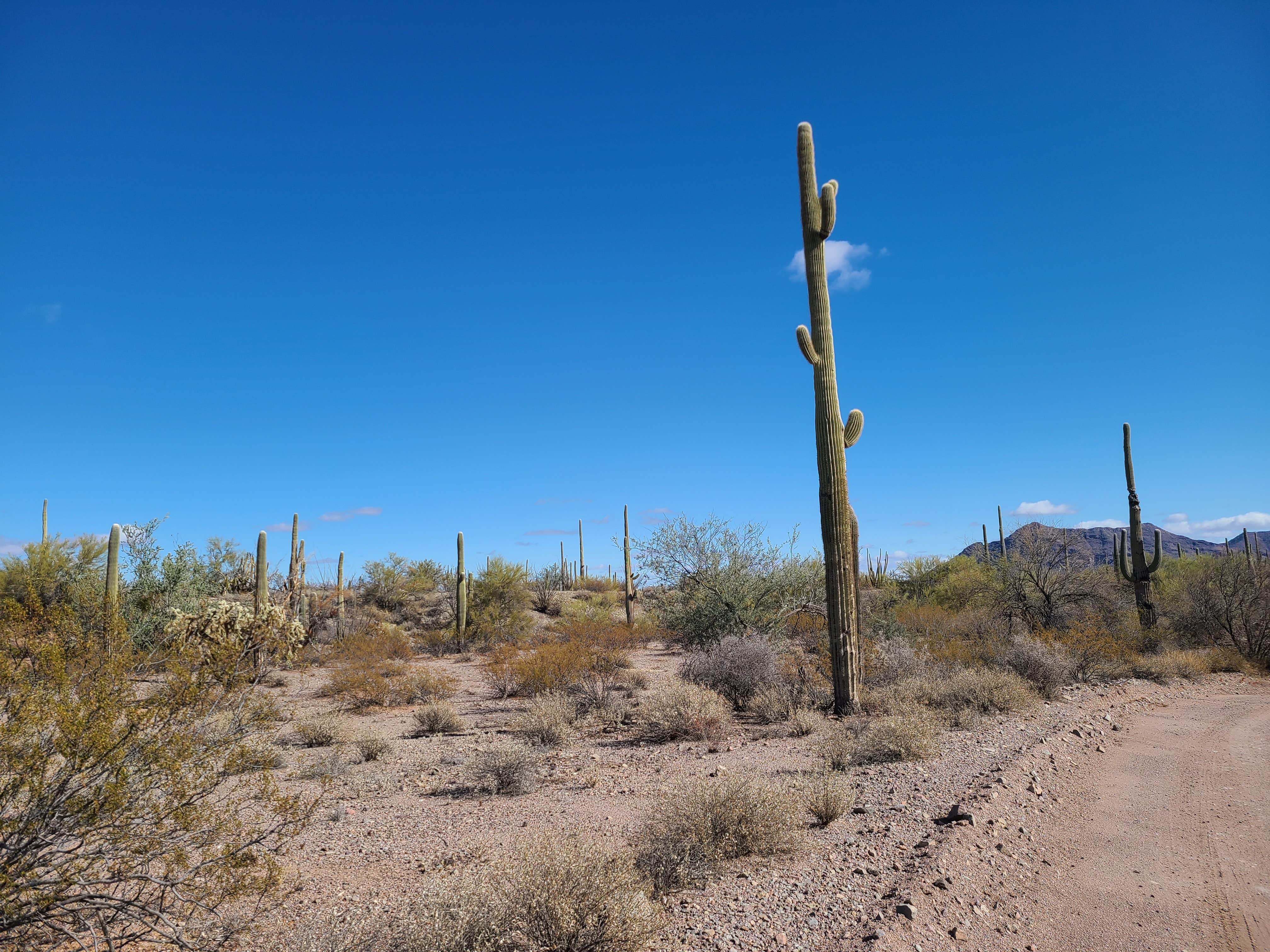 Camper-submitted photo at Ajo BLM Dispersed near Ajo, AZ