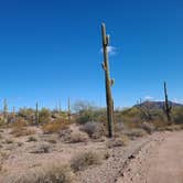 Review photo of Ajo BLM Dispersed by Vanessa M., January 26, 2021