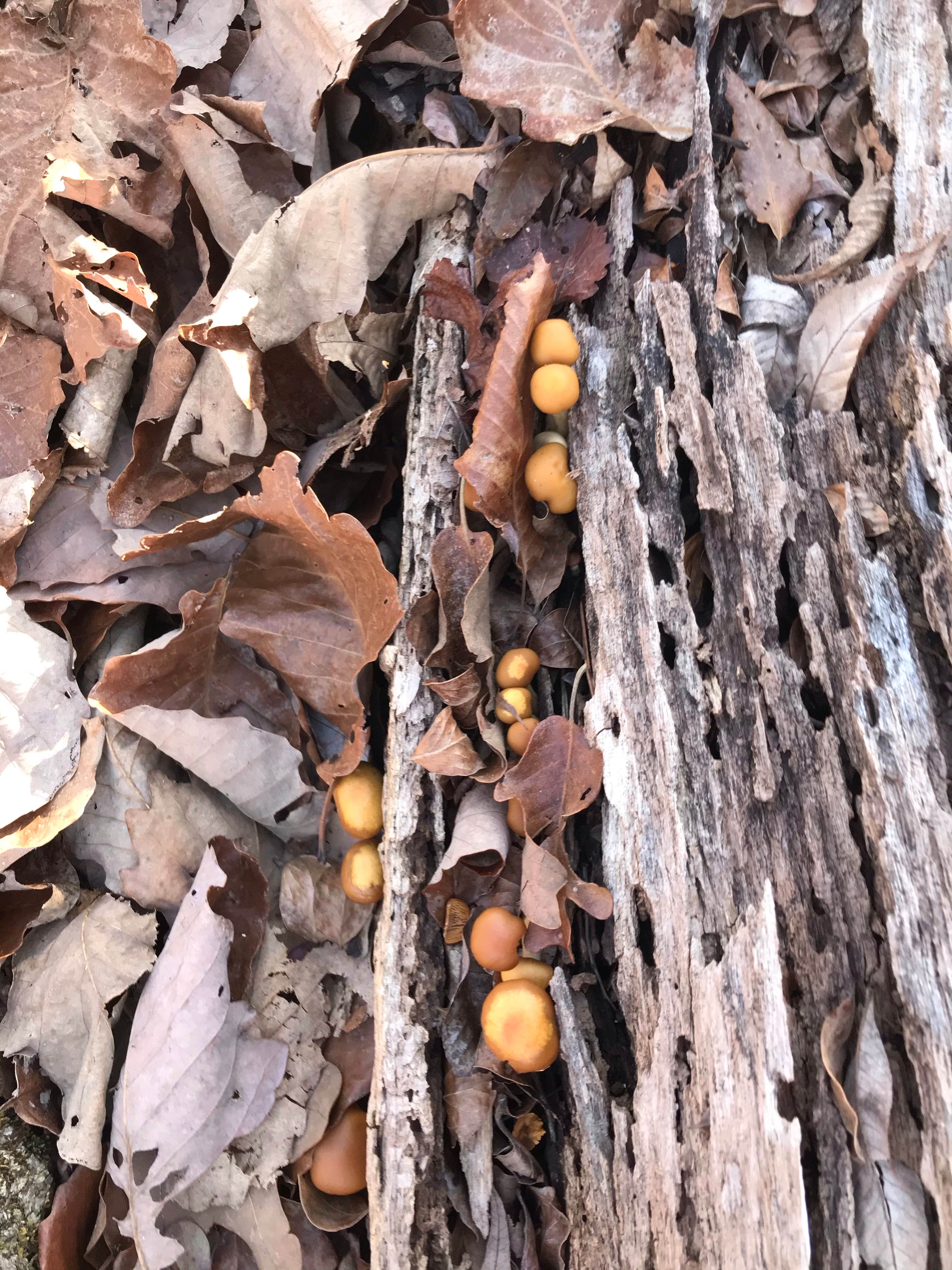 Camper-submitted photo at Franklin D Roosevelt State Park Campground near Thomaston, GA