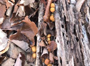 Franklin D Roosevelt State Park Campground