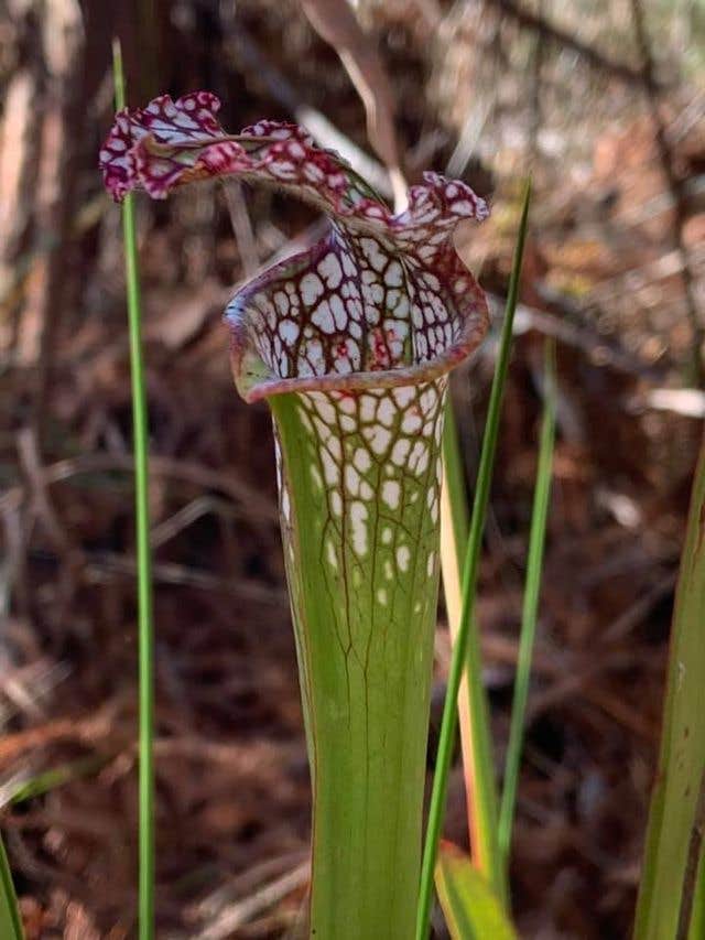 Camping near Destin RV Beach Resort: Fred Gannon Rocky Bayou State Park Campground, Niceville, Florida