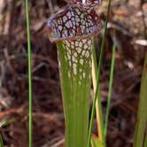 Review photo of Fred Gannon Rocky Bayou State Park by Ray & Terri F., January 27, 2021