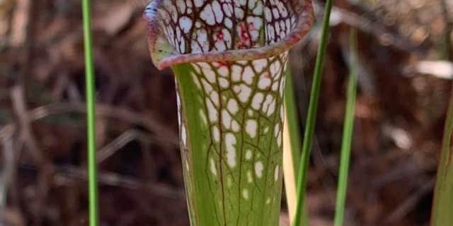 Camper submitted image from Fred Gannon Rocky Bayou State Park Campground