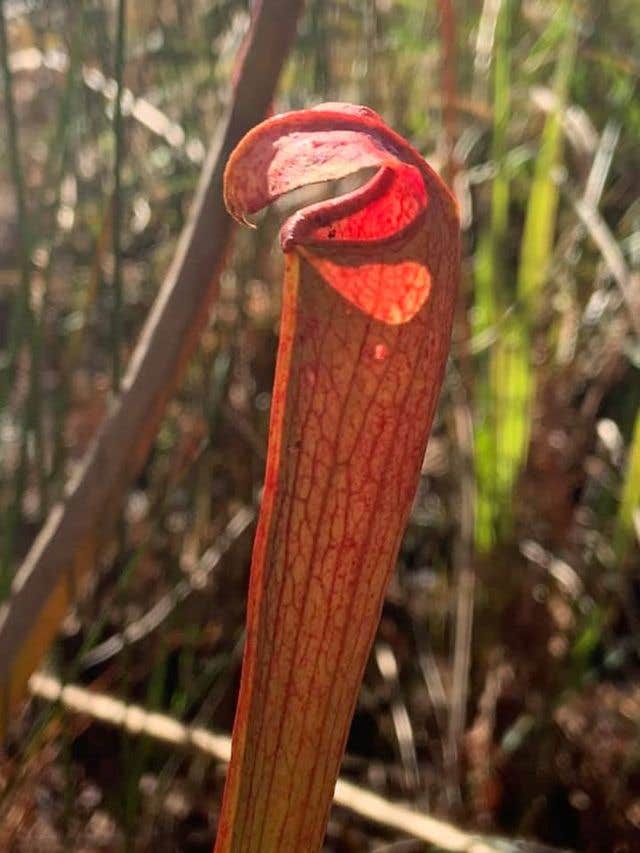 Camper-submitted photo at Fred Gannon Rocky Bayou State Park Campground near Destin, FL
