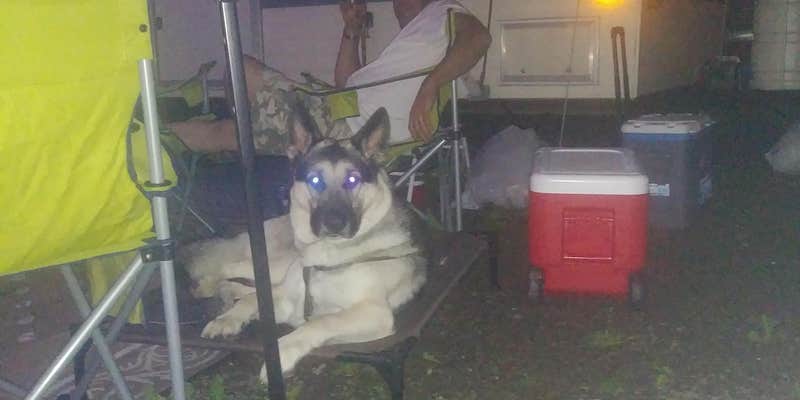 Camper submitted image from Yough Lake Campground at Tub Run