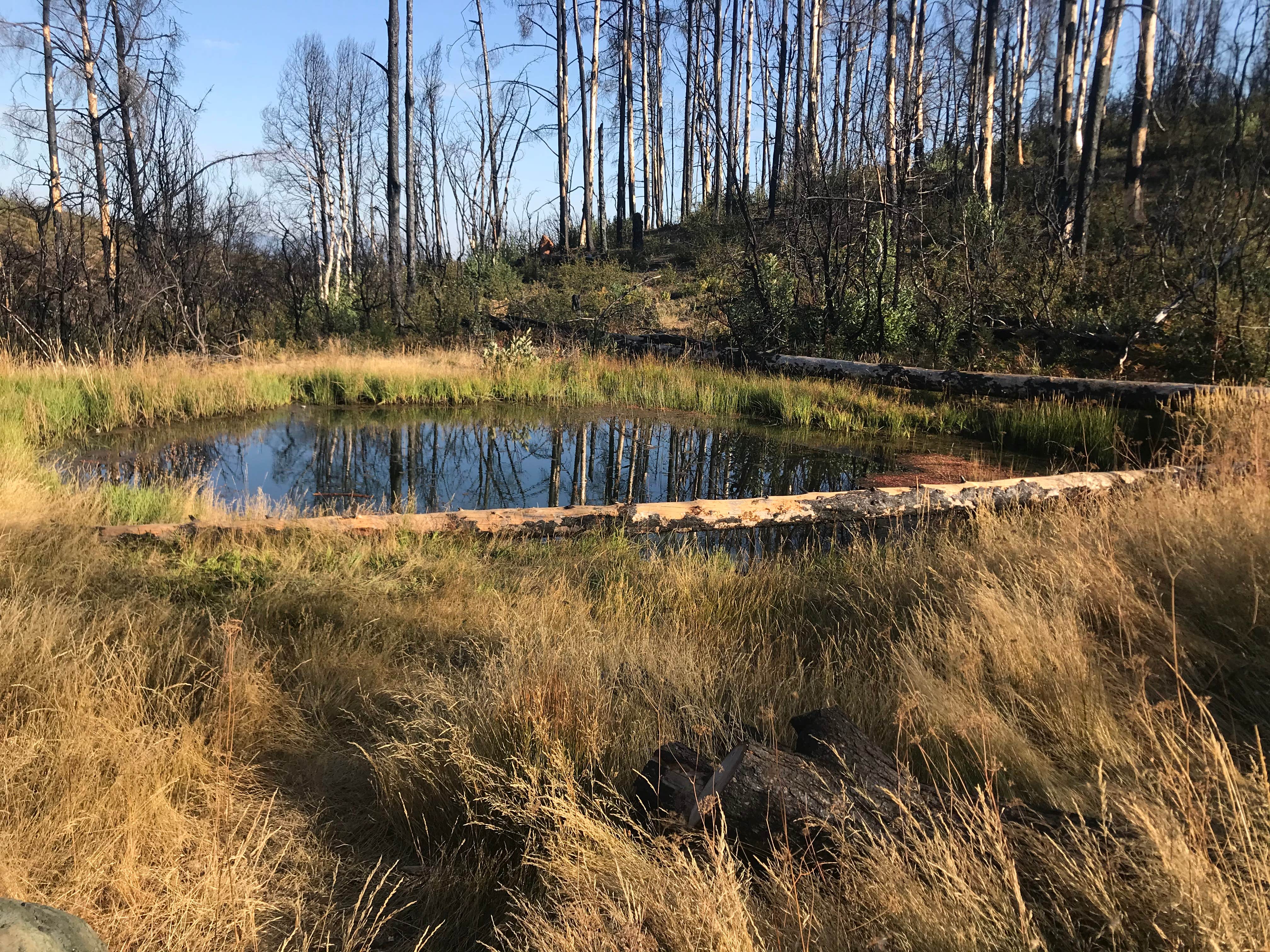 Camper-submitted photo at Buckhorn Campground near Albion, CA