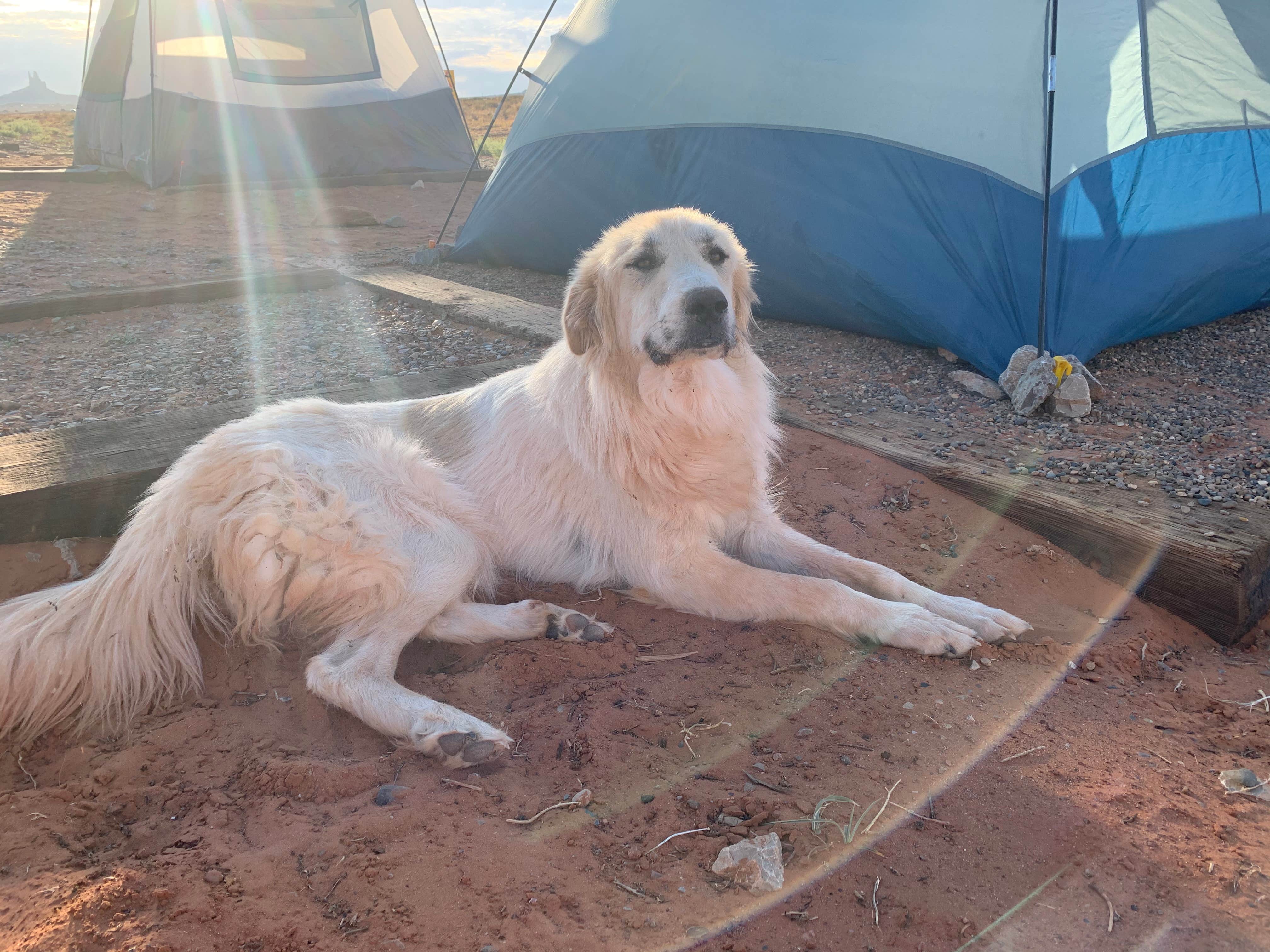 Kayla M.'s photo of camping with pets at Monument Valley KOA near Kayenta, AZ