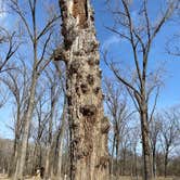 Review photo of Meramec State Park Campground by Hannah S., January 27, 2021