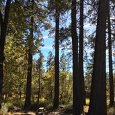 Review photo of Idyllwild Campground — Mount San Jacinto State Park by Bill H., May 28, 2018