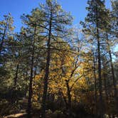 Review photo of Idyllwild Campground by Bill H., May 28, 2018