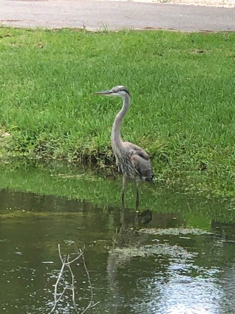 Camper submitted image from Cedars Lake MH & RV Park - 3