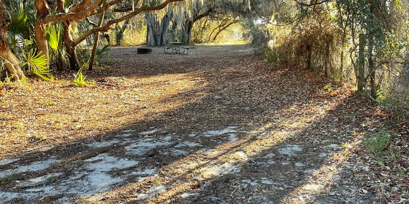 Camper submitted image from Lake Panasoffkee