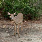 Review photo of Hunting Island State Park Campground by Birgit  H., January 29, 2021
