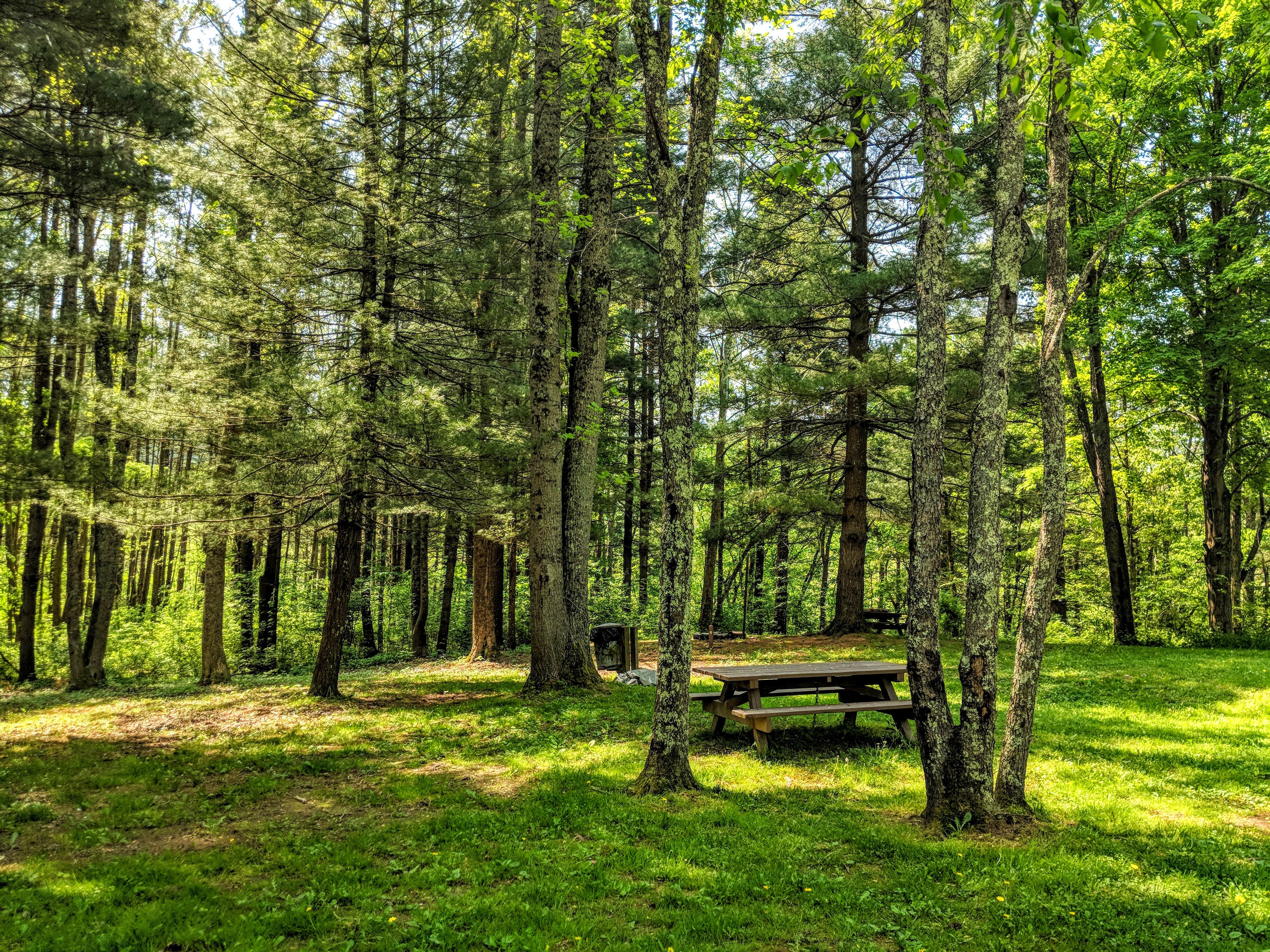 Camper submitted image from Lamping Homestead Recreation Area - 2