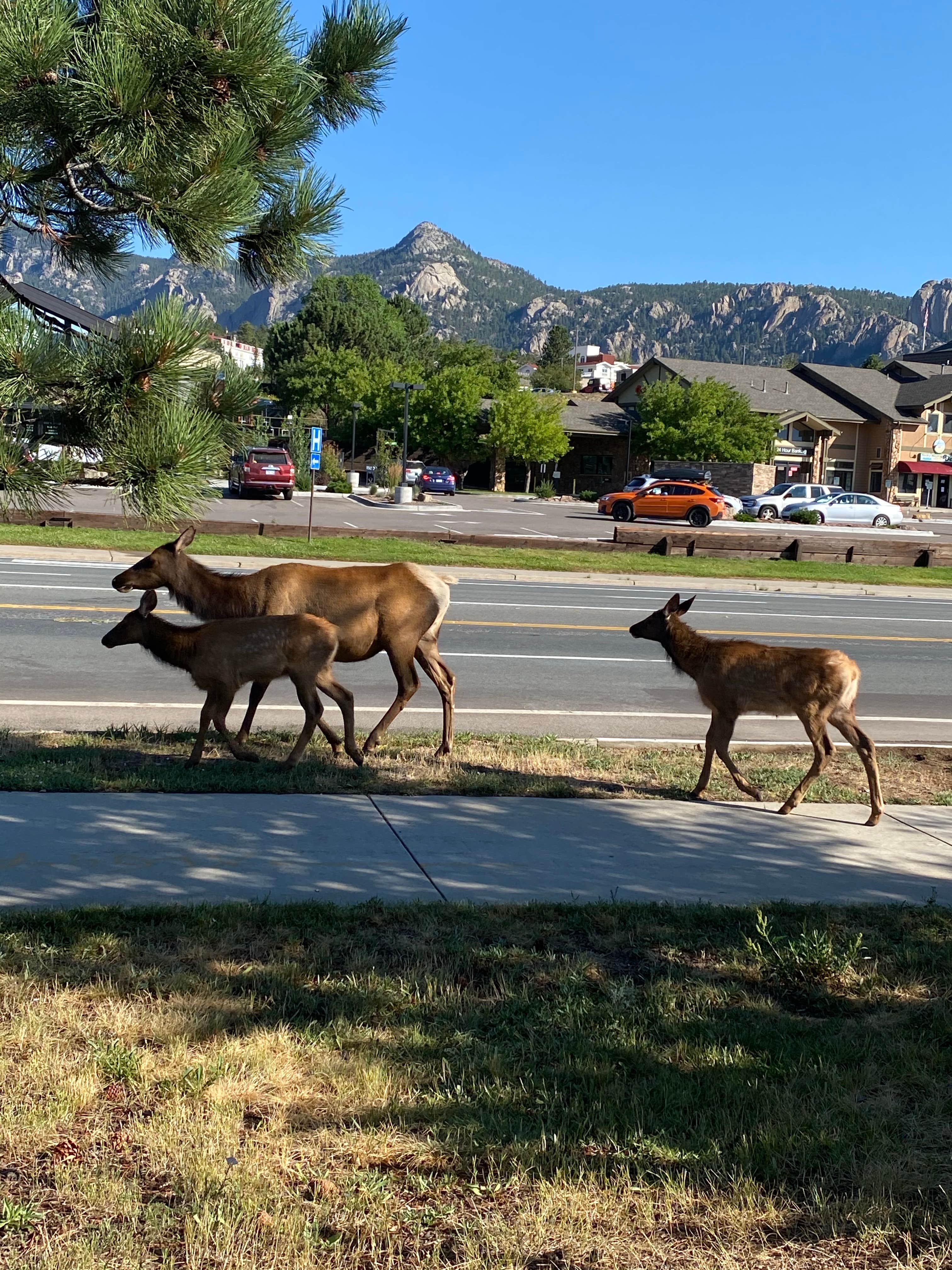 Camper-submitted photo at Estes Park KOA near Hygiene, CO