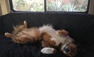 Rocco's photo of camping with pets at Isla Blanca Park in Texas