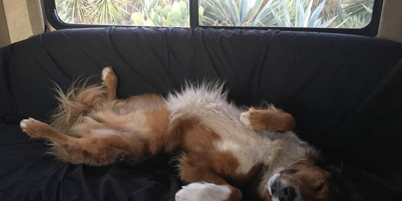 Camper submitted image from Isla Blanca Park