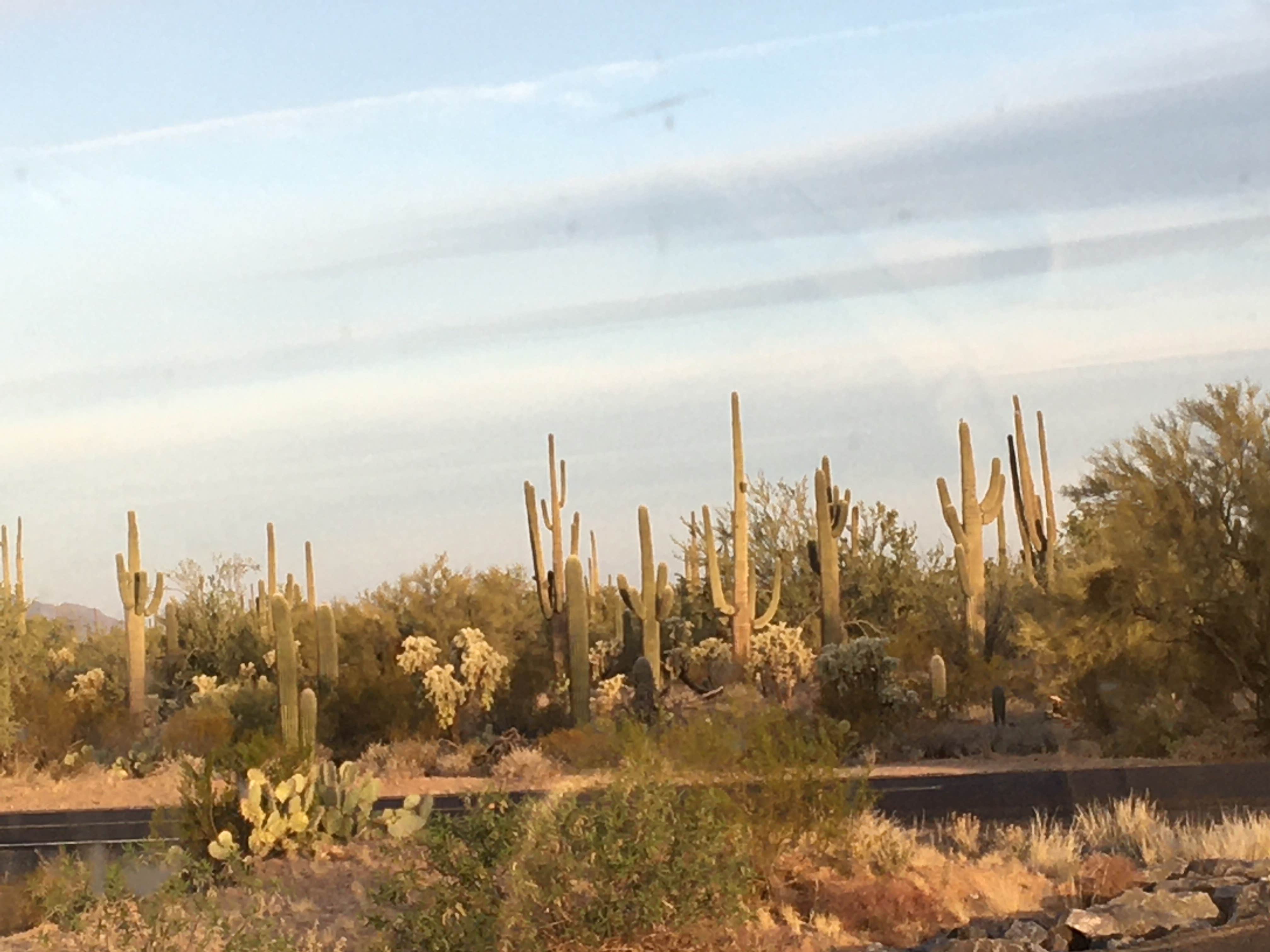 Camper-submitted photo at Cactus Forest Dispersed near Catalina, AZ