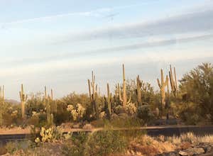 Cactus Forest Dispersed