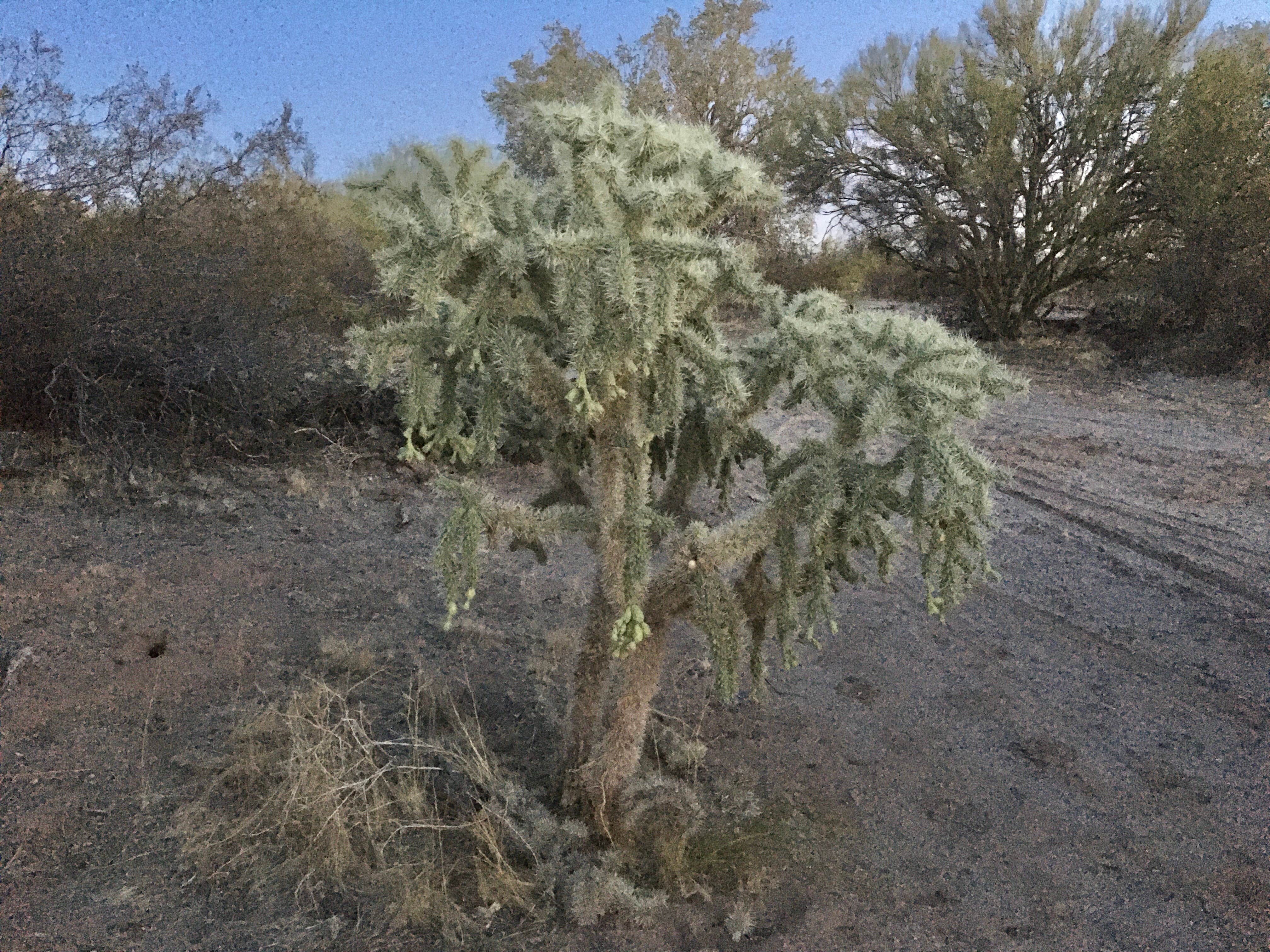 Camper-submitted photo at Cactus Forest Dispersed near Tucson, AZ