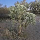 Review photo of Cactus Forest Dispersed by Rocco , December 31, 2020